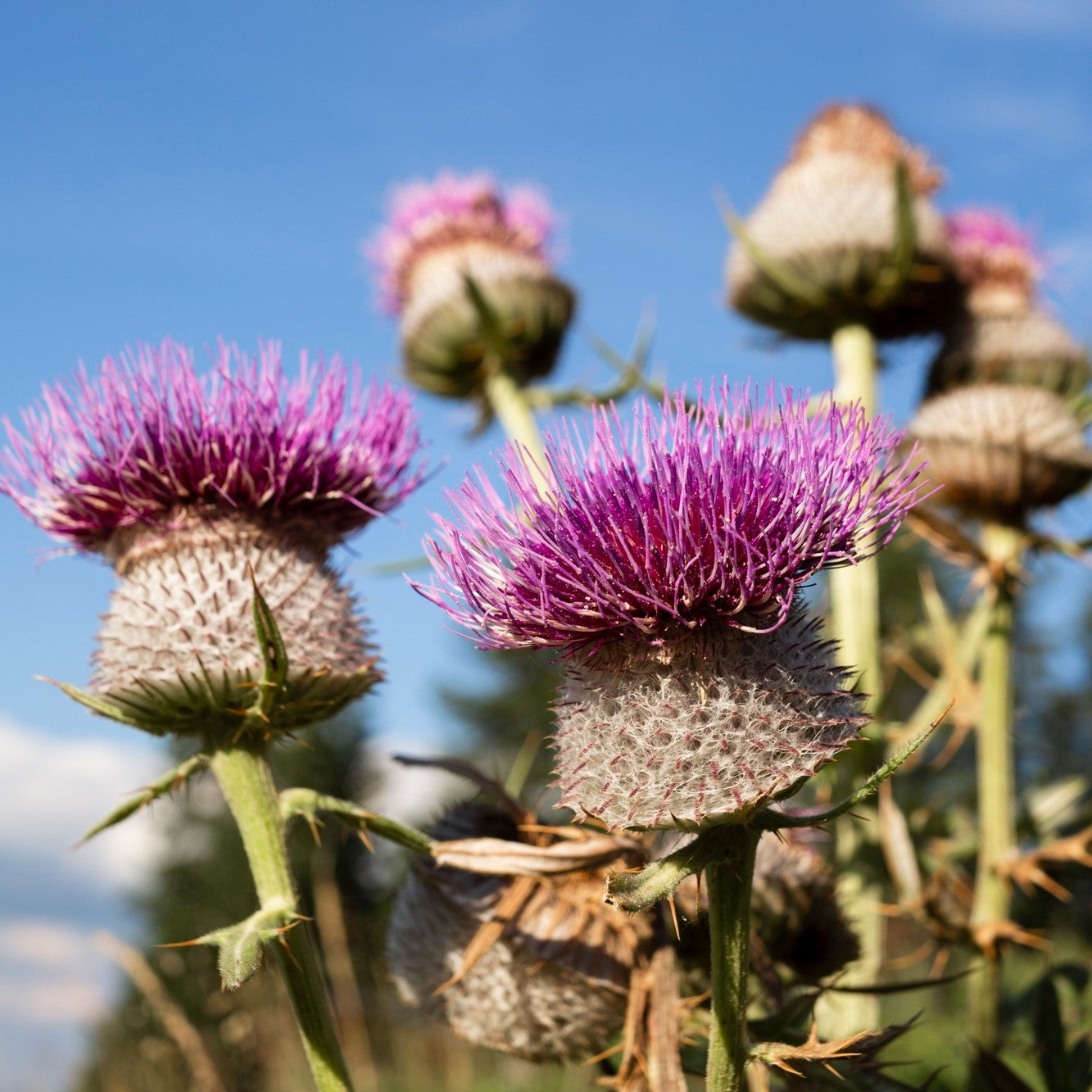 Can Milk Thistle Help with Skin Problems Like Acne and Eczema?
