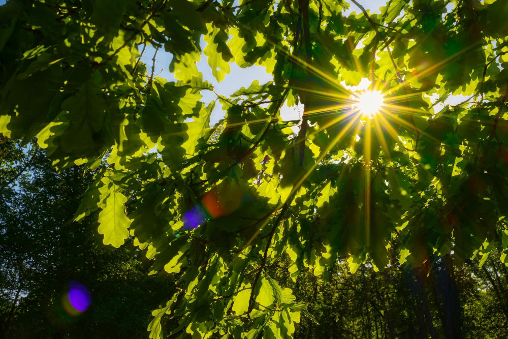 Does More Sunlight Mean More Energy? The Health Benefits Explained