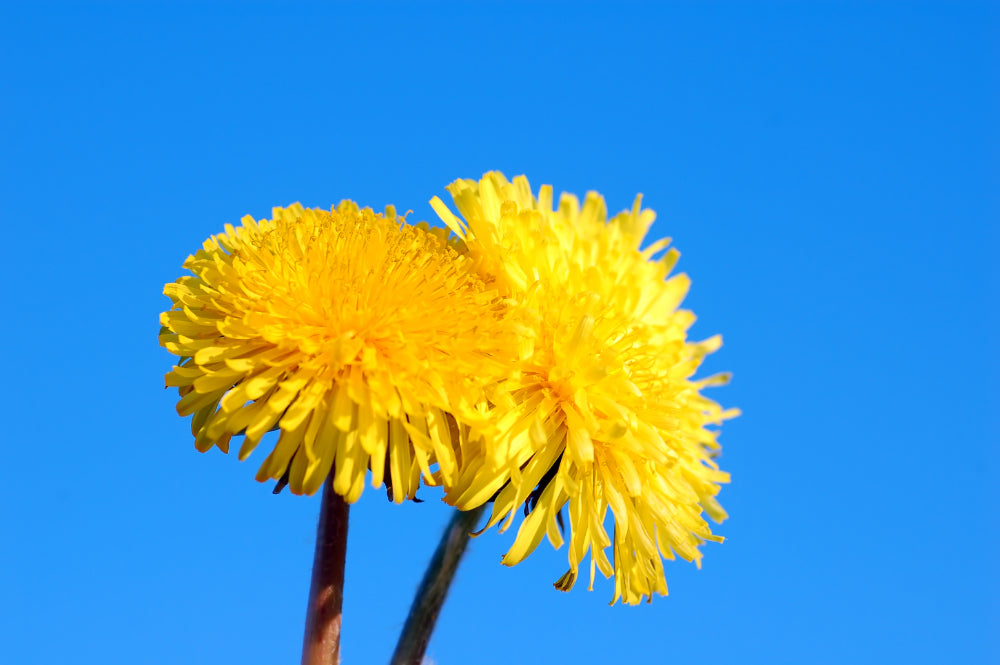 How Dandelions Can Boost Your Digestion and Gut Health Naturally