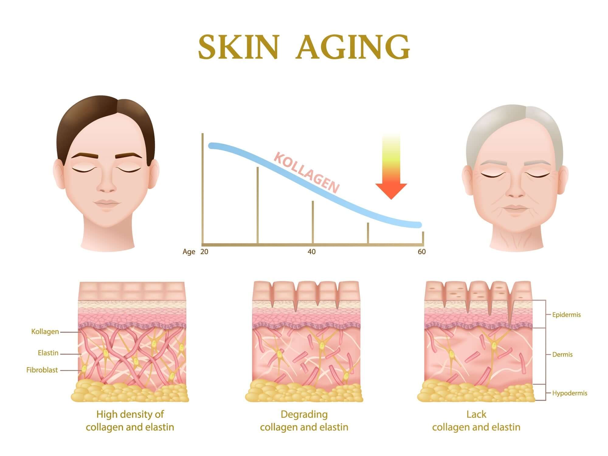 The Collagen-Skin Connection: Unlocking Radiant Skin with Collagen