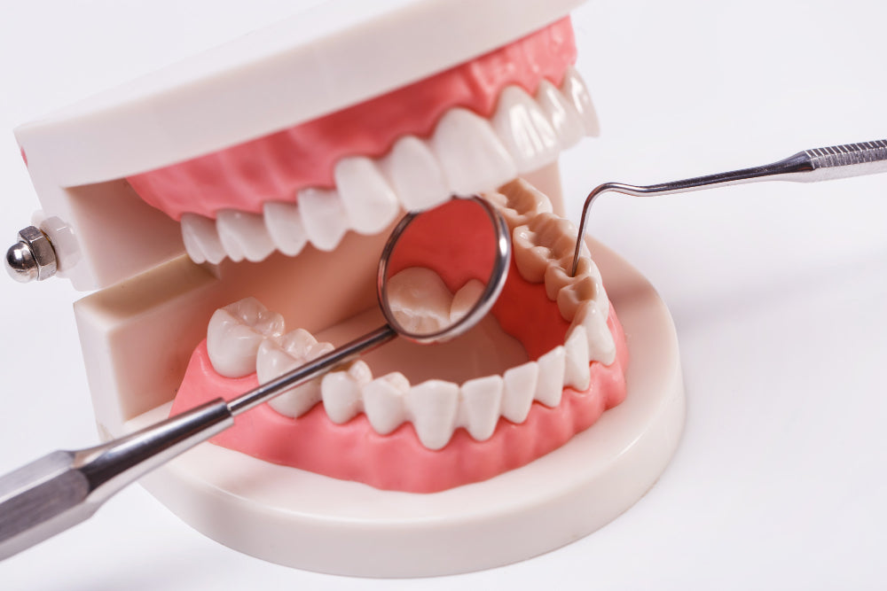 How Japanese Researchers Are Unlocking the Secret to Tooth Regrowth