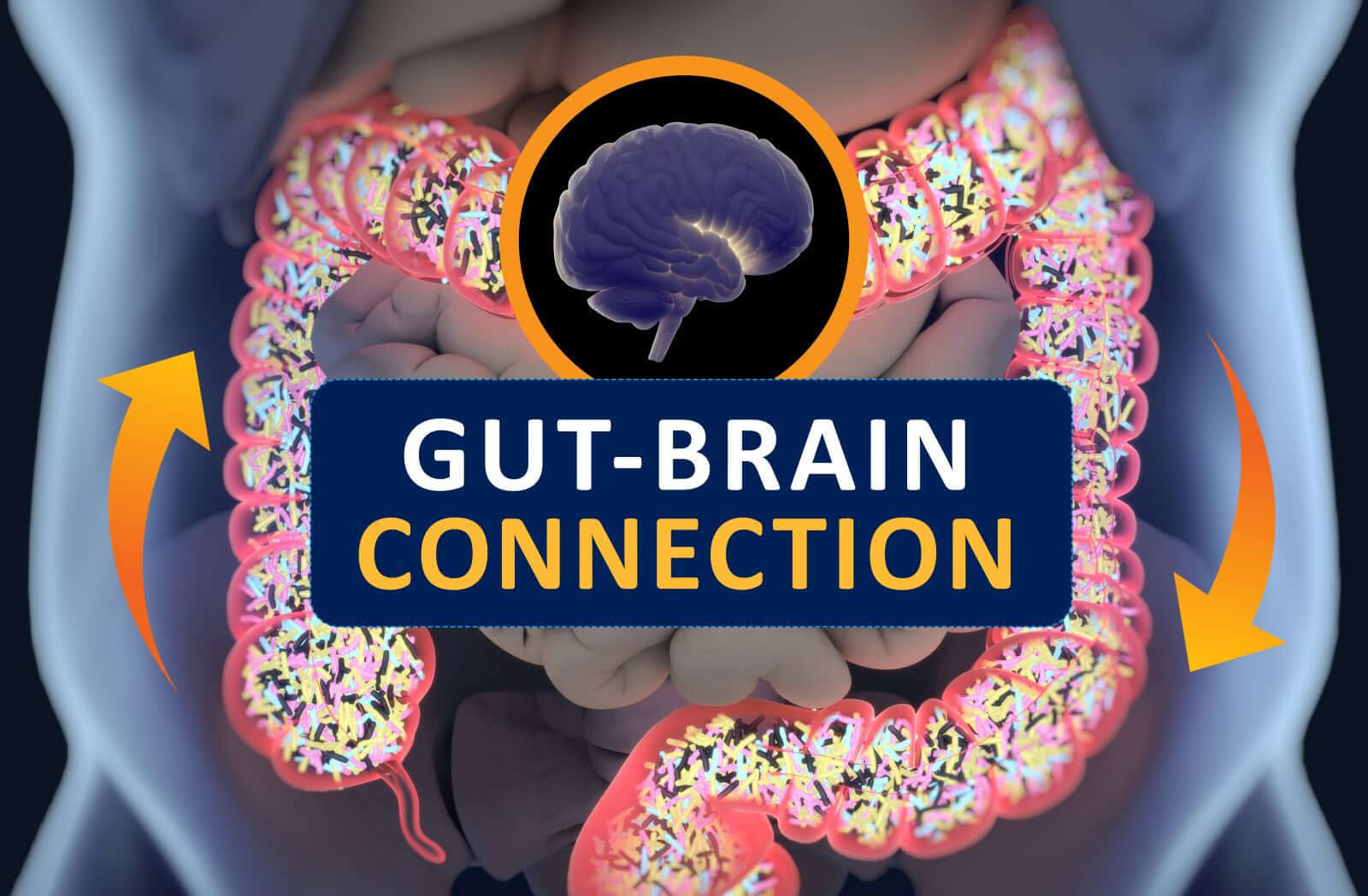 The Gut-Brain Connection: How Your Gut Health Affects Your Mood