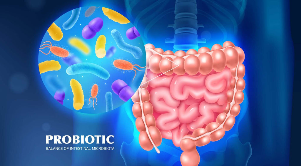 Choosing Between Probiotics and Prebiotics: Which Is Right For You?
