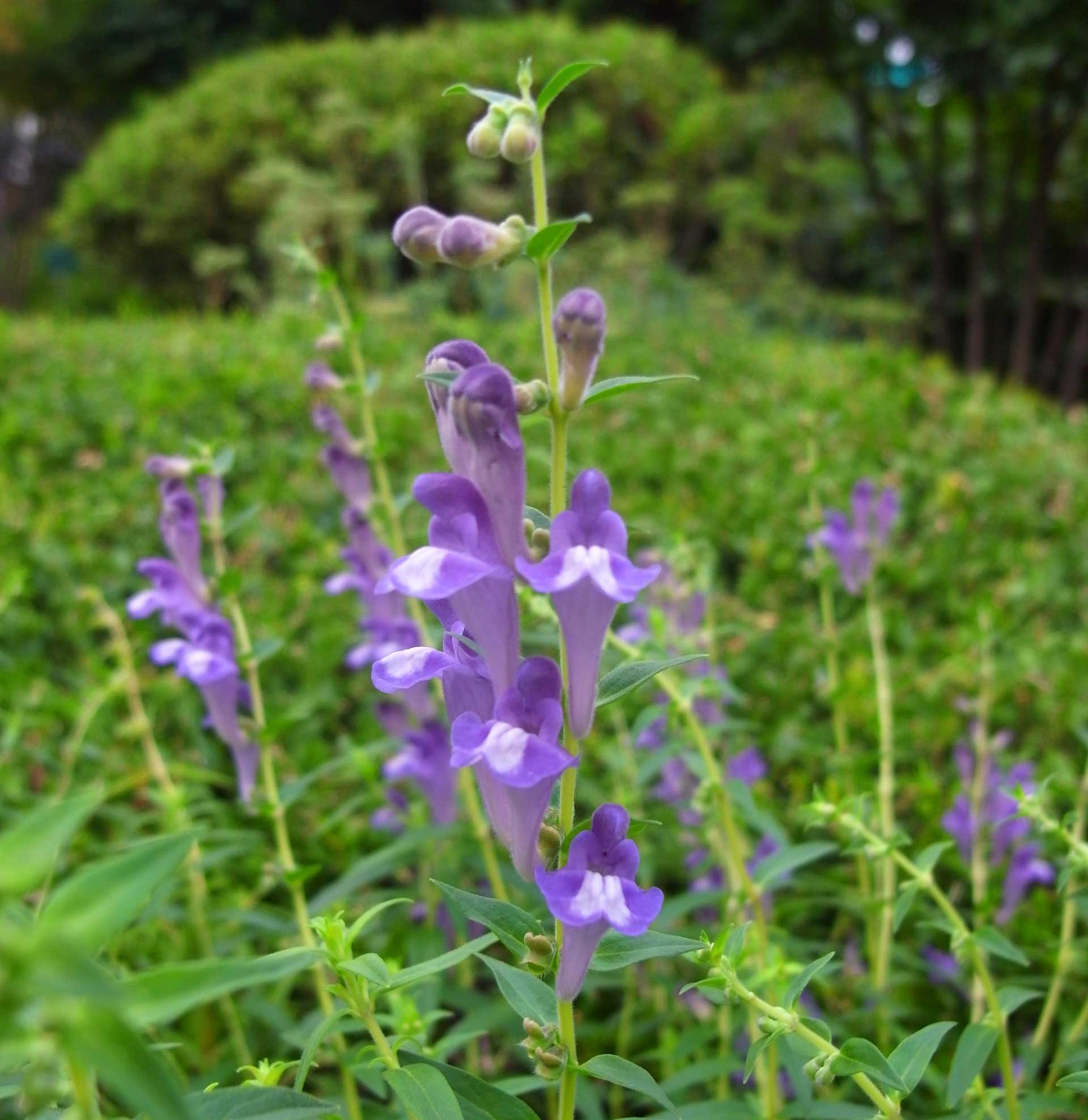 The Science Behind Chinese Skullcap: How It Supports Overall Well-Being