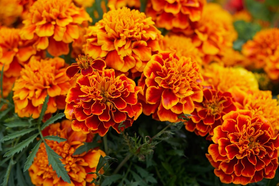 Exploring Marigold in Traditional Medicine and Modern Disease Prevention