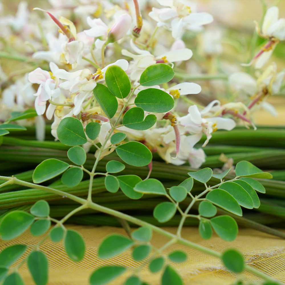 The Potential Side Effects of Moringa: What You Should Know