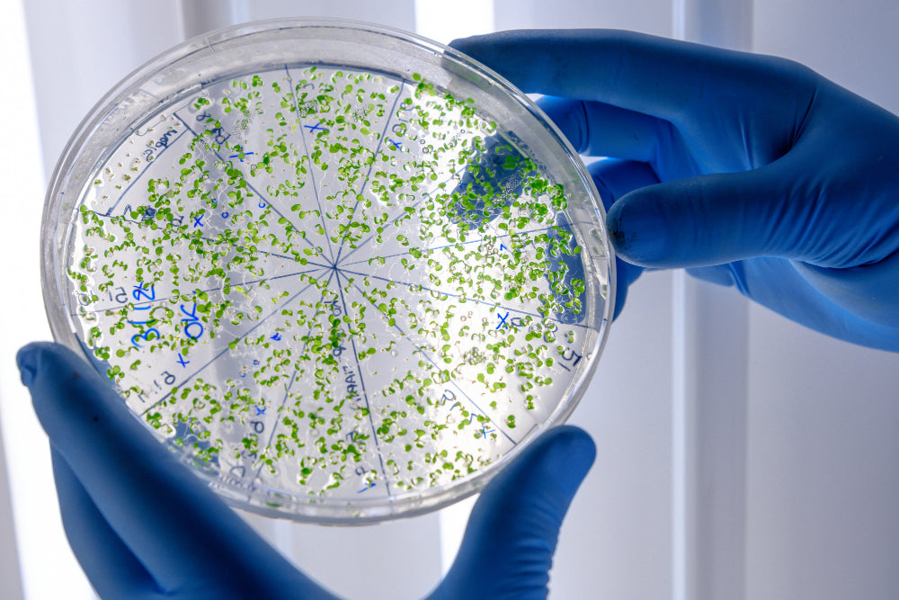Understanding Postbiotics for Better Gut Health