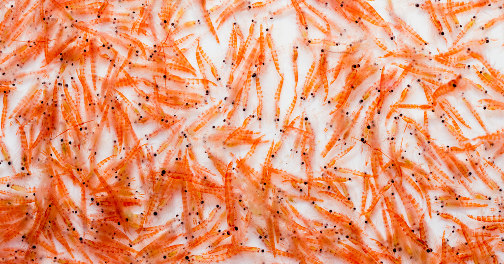 Why Krill Oil Sourced from Antarctica is Important