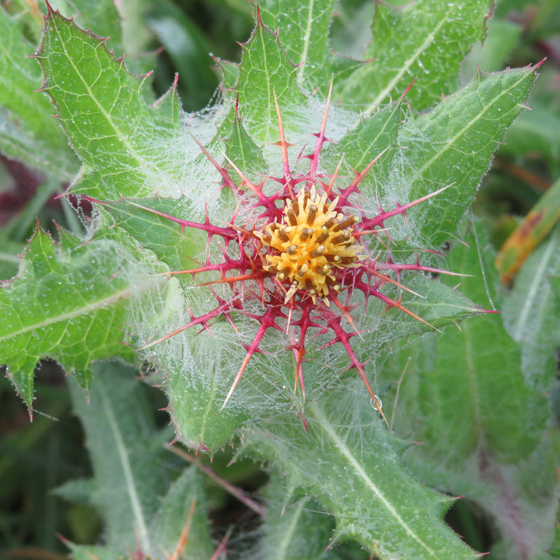 Blessed thistle plant