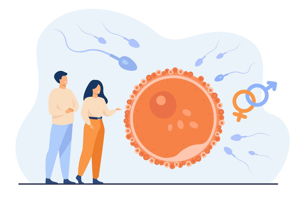 Cartoon of embryo development