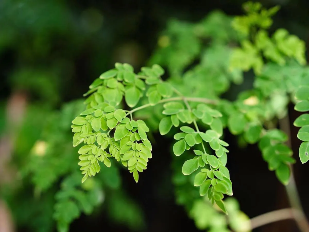 Daun Moringa