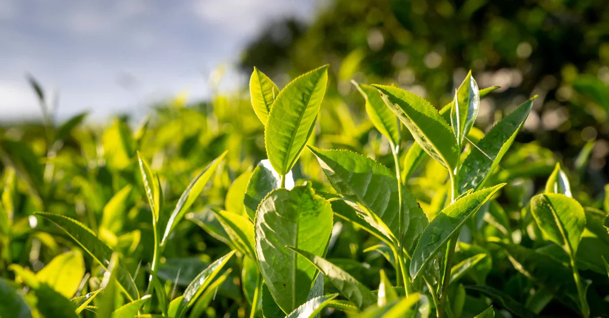 Kebaikan Green Tea Untuk Kesihatan