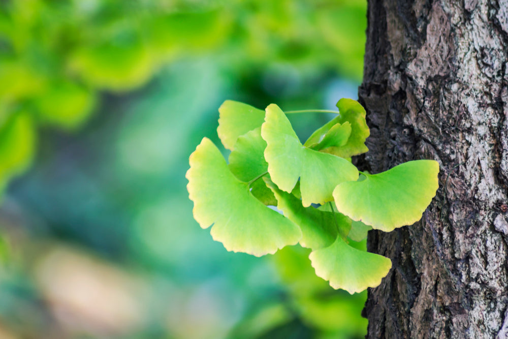 Top Asian Herbs Backed by Modern Science