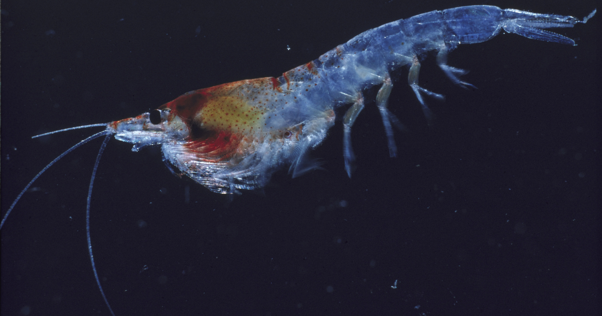 Apakah Kebaikan Krill Oil Untuk Kesihatan?