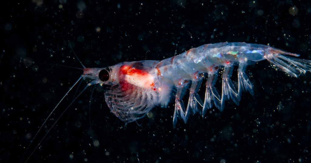 Health Benefits of Krill Oil
