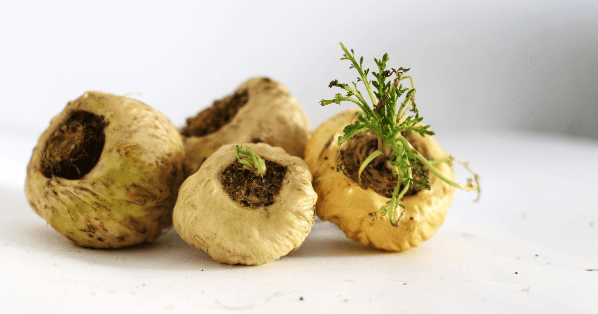 Does Maca Improve Workout Performance?