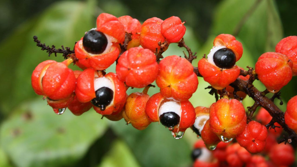 Guarana fruits