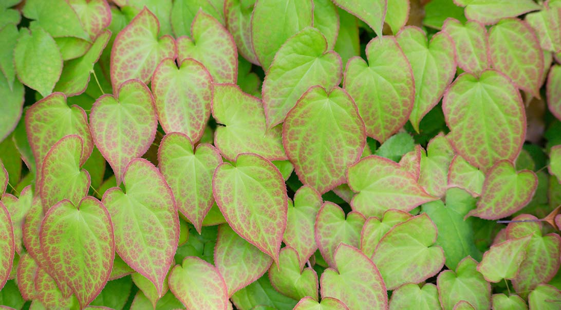 Does Horny Goat Weed Really Help Mood and Energy?