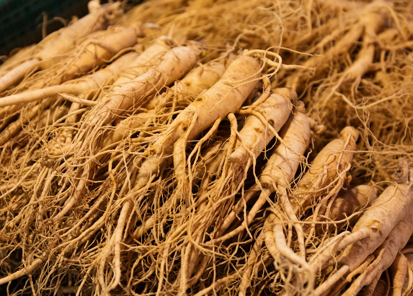 Siberian Ginseng vs Korean Ginseng: Which One to Choose?