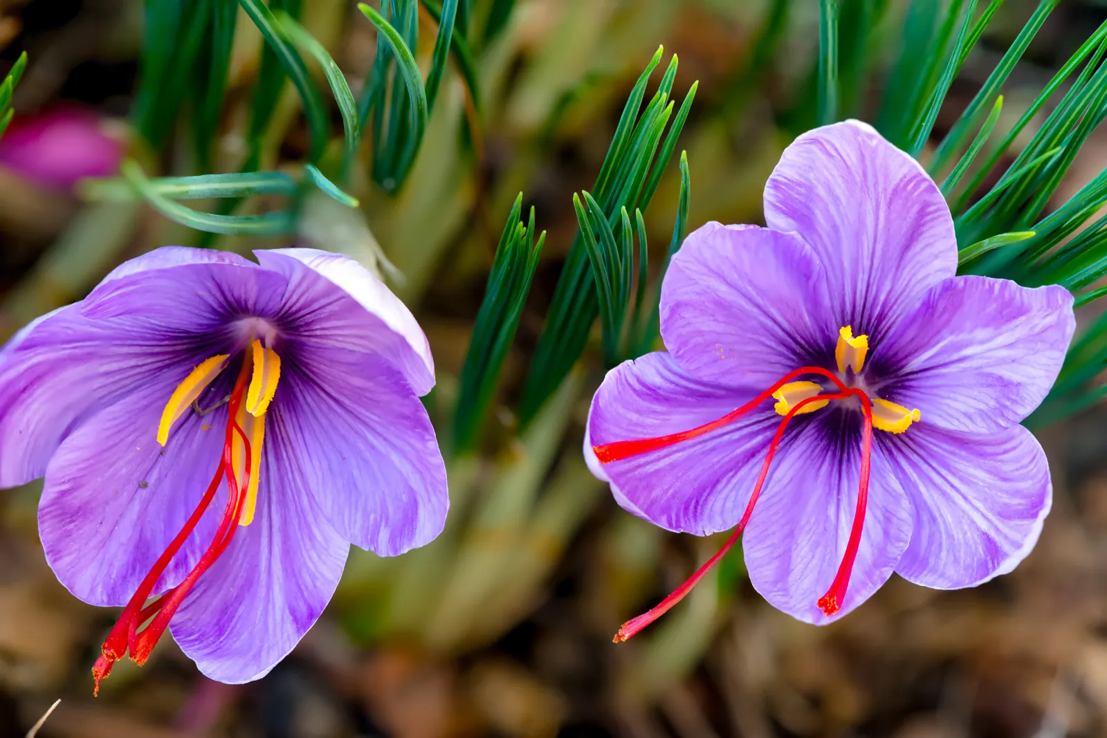 Health Benefits of Saffron for Skin