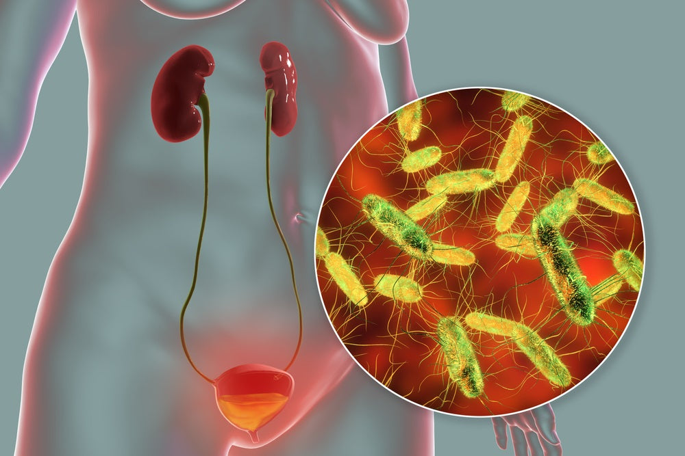 6 Key Locations of Lactobacillus in the Human Body