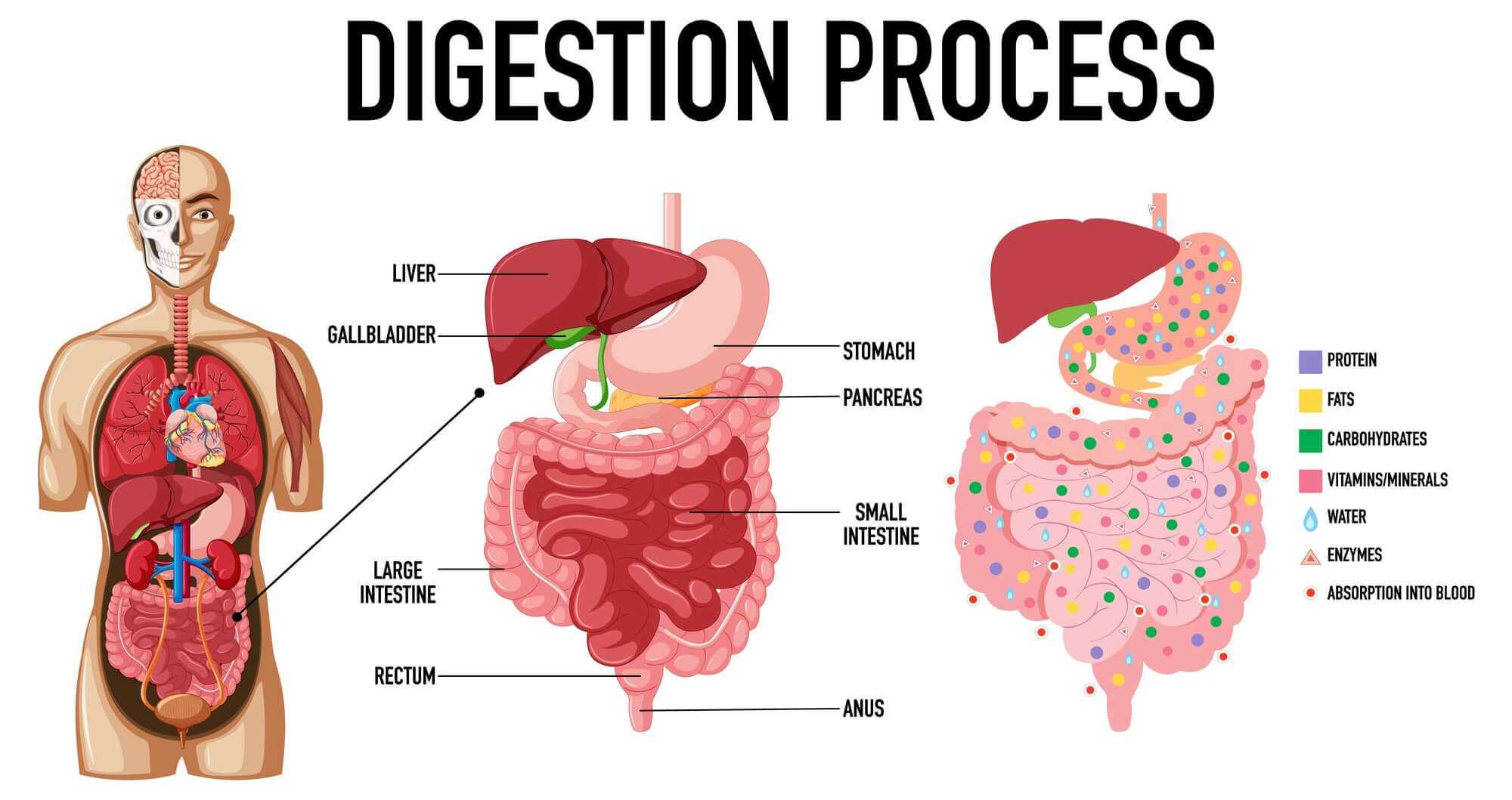 Probiotics and Digestive Enzymes: Unlocking Multi-Level Benefits for Your Body