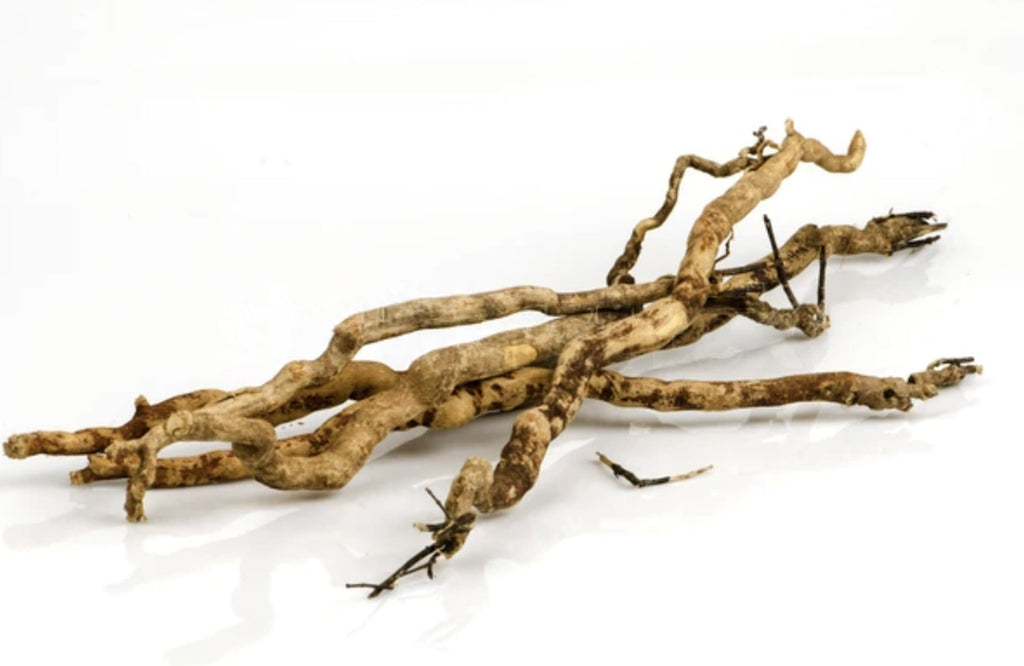 Badan Rasa Lemah dan Cepat Penat? Tongkat Ali Mampu Membantu!