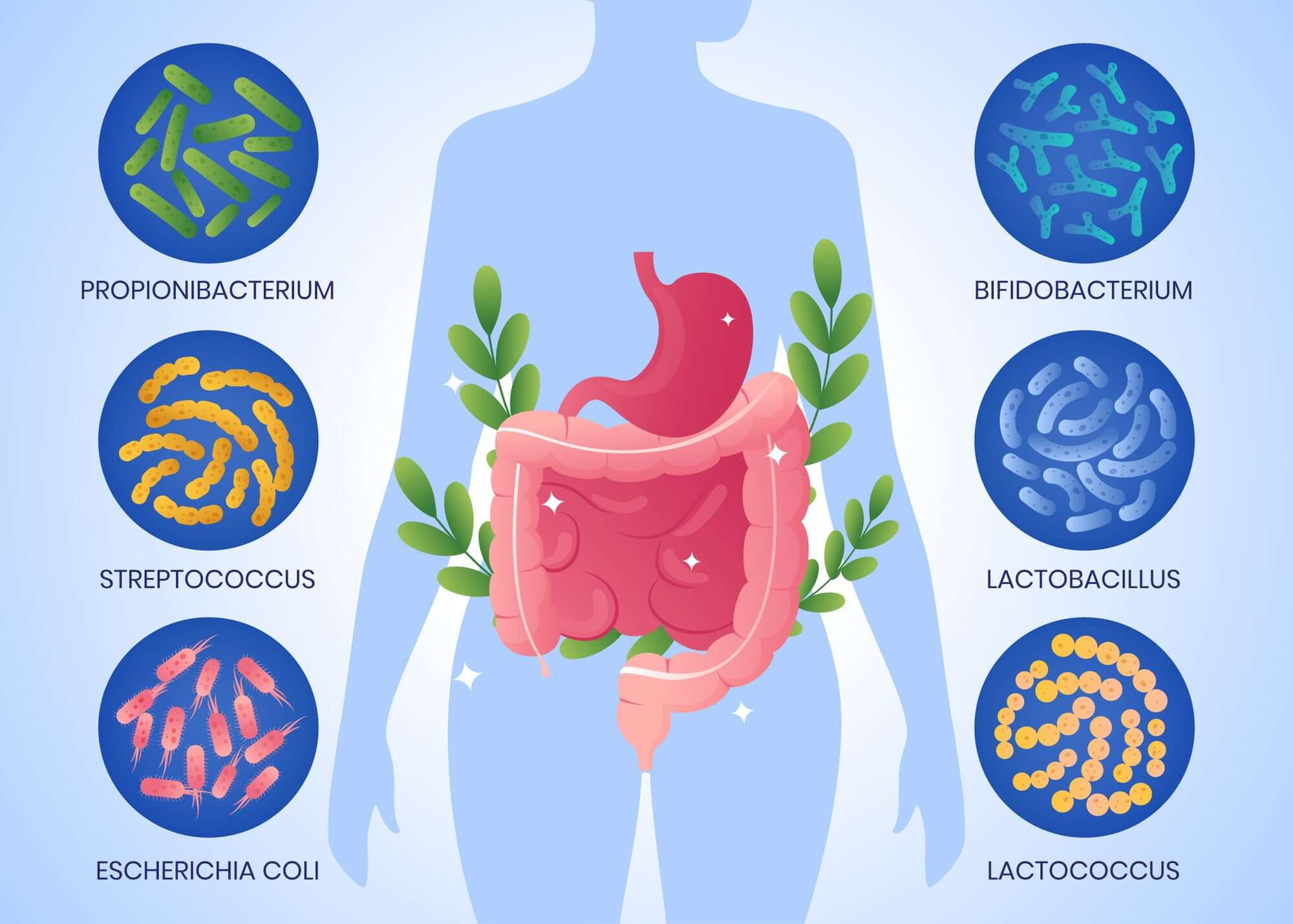 Understanding Probiotics: Is More Probiotics Strains Always Better?