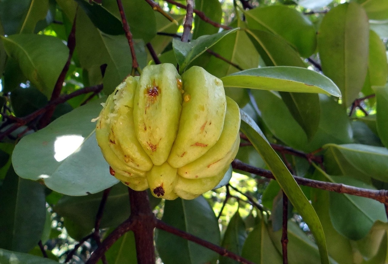 Bagaimana Garcinia Cambogia Boleh Membantu Kuruskan Badan
