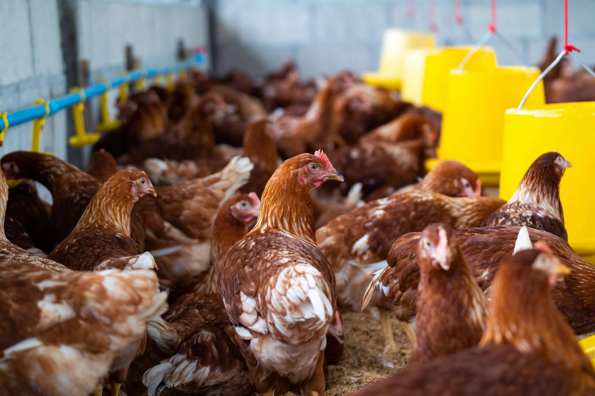 Challenges in Animal Farming: Potential Hazards of Antibiotics and Hormones on Human Health