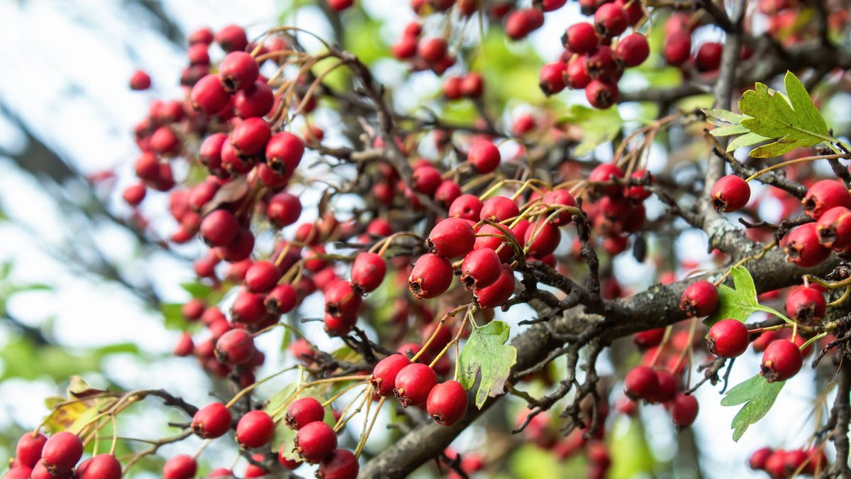 Hawthorn Berry 5 Impressive Health Benefits Beyond Than Heart