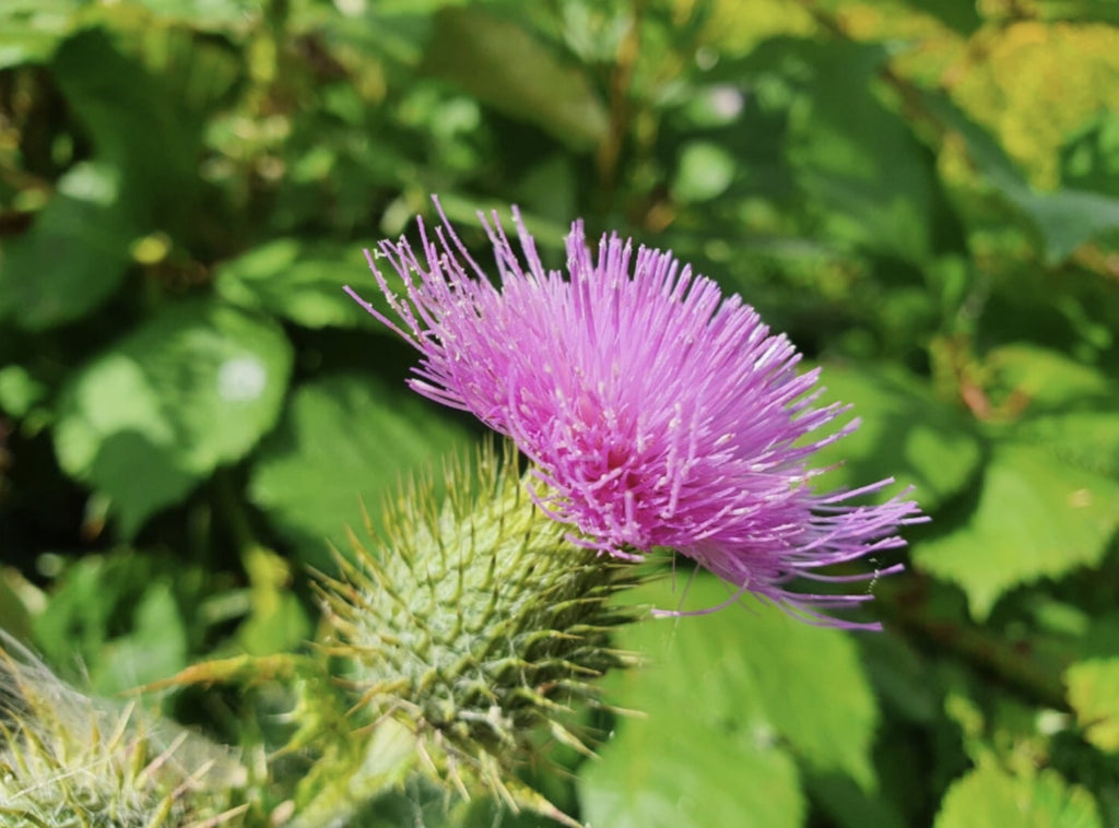 How to Improve Liver Health Naturally With Milk Thistle
