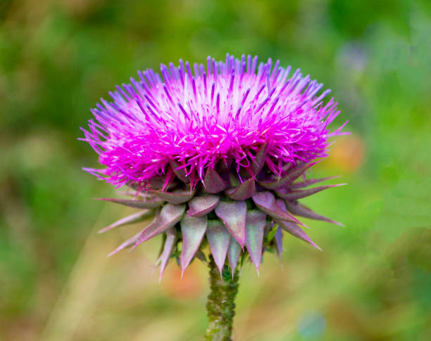 Milk Thistle: Your Liver’s New Best Friend (and More!)