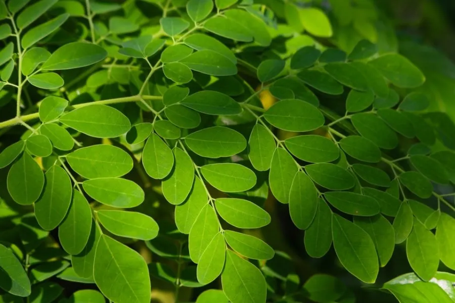 Can Moringa Boost Hair Growth
