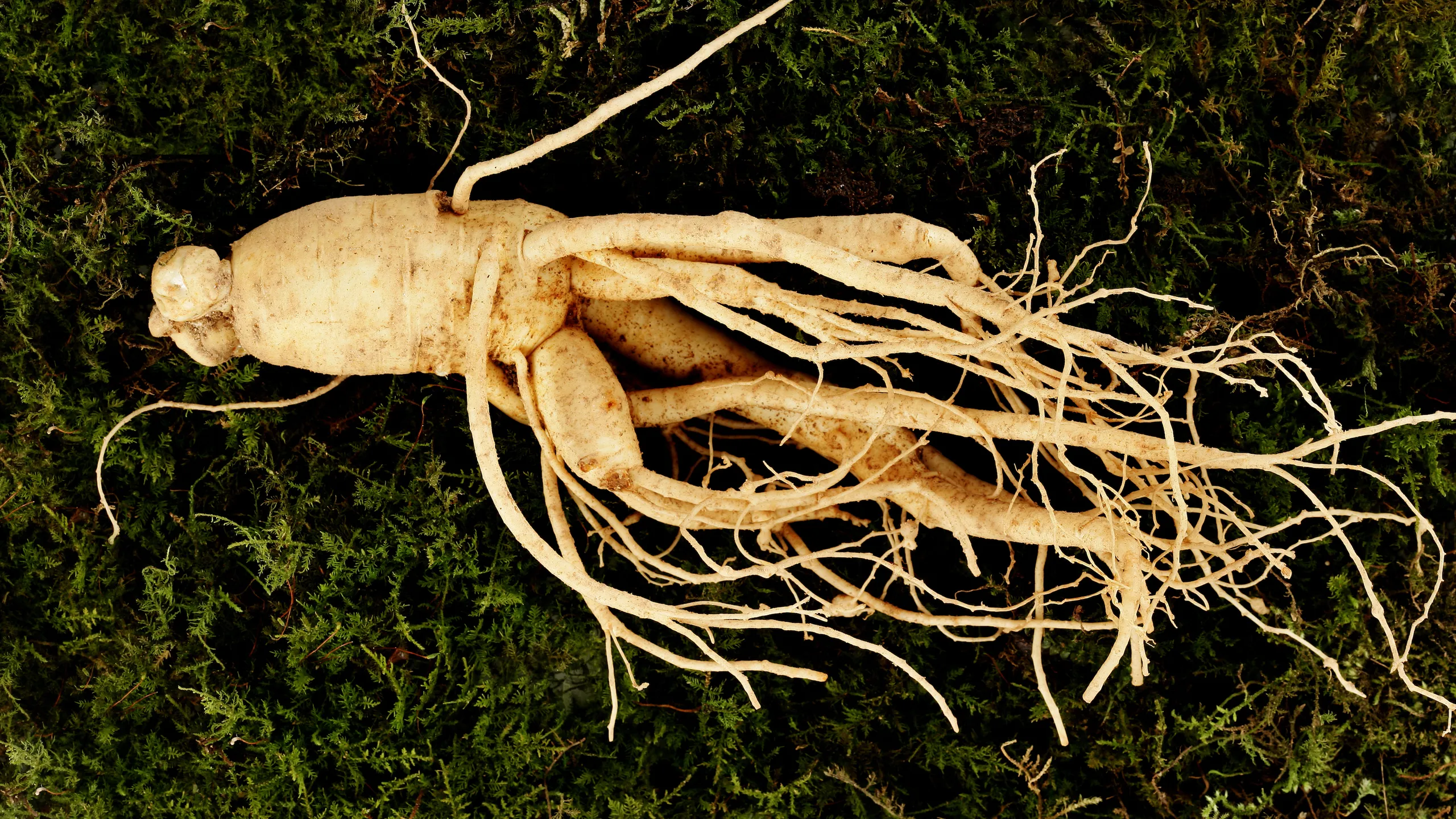 Ginseng: A Traditional Ingredient Proven to Enhance Human Health for Centuries
