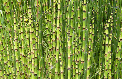 Why Horsetail Herb is a Game-Changer for Bone and Joint Support