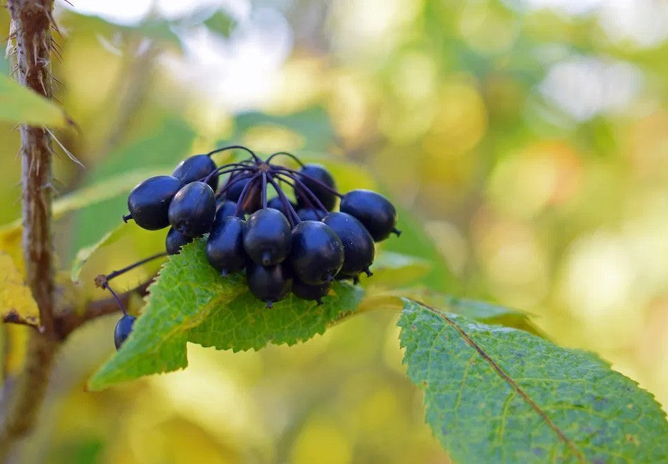Top 10 Siberian Ginseng Benefits You Should Know