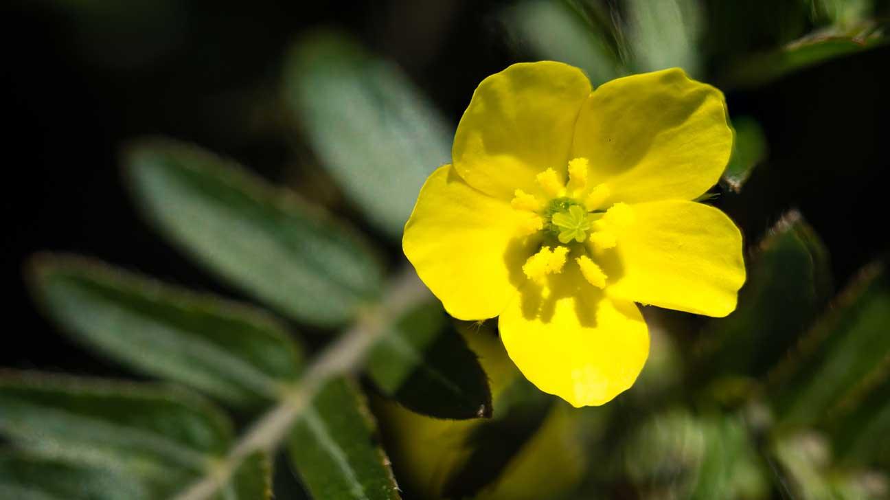 Herbs, Vitamins, and Supplements for Healthy Testosterone Levels